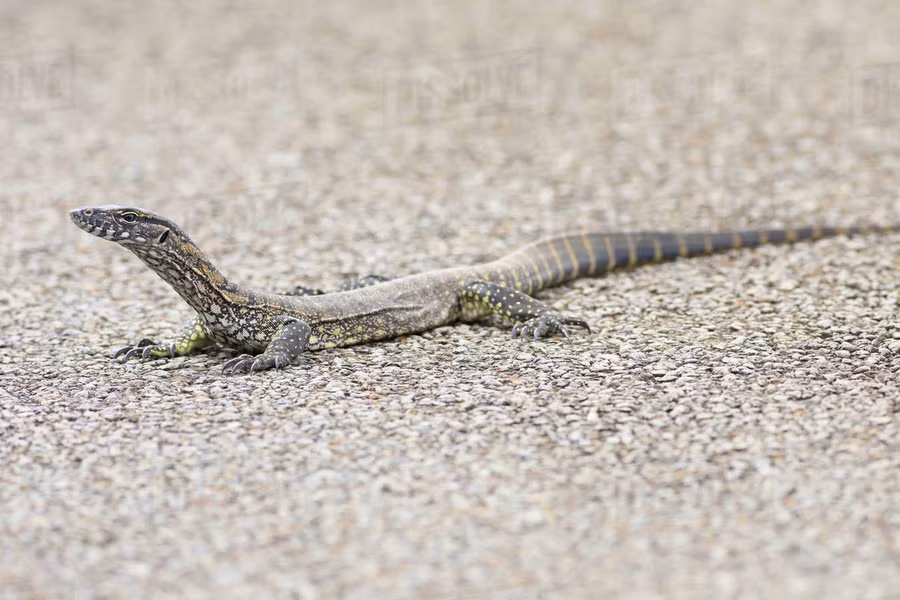 Kỳ đà thạch nam (Varanus rosenbergi) dài 1,5 mét, phân bố gần bờ biển phía Nam Australia. Loài kỳ đà này đào bới rất khỏe. Nhanh nhẹn và dẻo dai, chúng có thể săn những con mồi khá lớn.