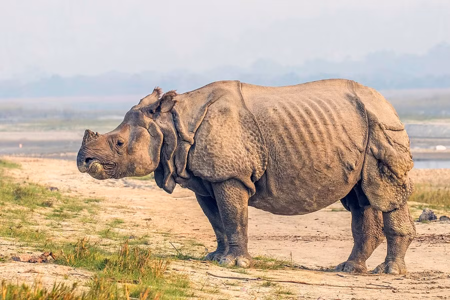 Tê giác Ấn Độ hay tê giác một sừng lớn (Rhinoceros unicornis) được ghi nhận ở vùng đồi thấp dưới chân dãy núi Himalaya thuộc Nepal và Ấn Độ. Loài này chiều dài khoảng 3,2 - 3,6 mét, có một sừng, cơ thể có nhiều mảng da gồ ghề nối ghép vào nhau.