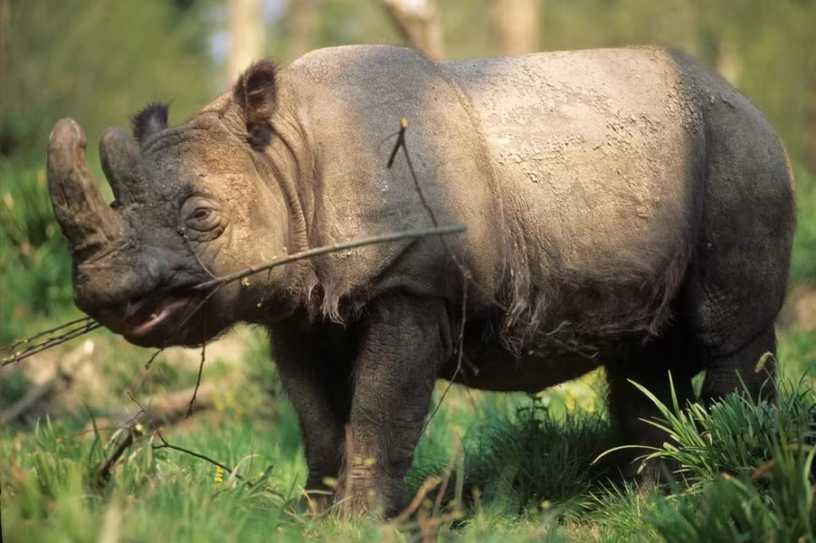 Tê giác Sumatra (Dicerorhinus sumatrensis) từng phân bố rộng ở Đông Nam Á, nhưng ngày nay chỉ còn ở Indonesia. Chúng dài 1,2 - 1,5 mét, có hai sừng, là loài tê giác nhỏ con nhất và nhiều lông nhất trong 5 loài tê giác còn tồn tại.