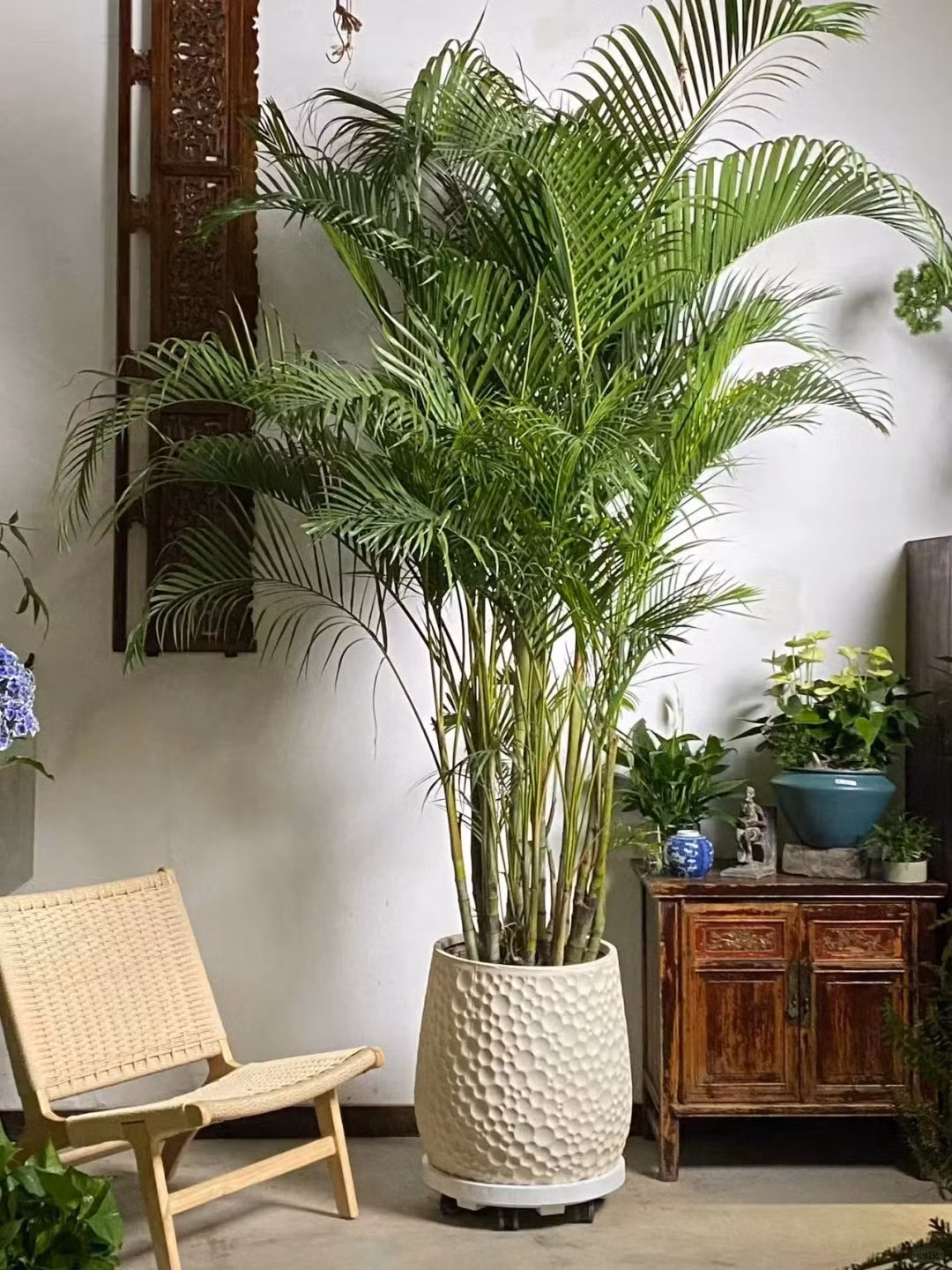  6. Cây cảnh: Cau vàng: Cây cảnh cau vàng có tên tiếng Anh là Dypsis lutescens hay là Pteris bamboo), còn được gọi là dừa cảnh, tre cọ, cau cọ, cau tre. tên khoa học là Chrysalidocarpus lutescens, Areca lutescens thuộc chi DypsisPteris. 