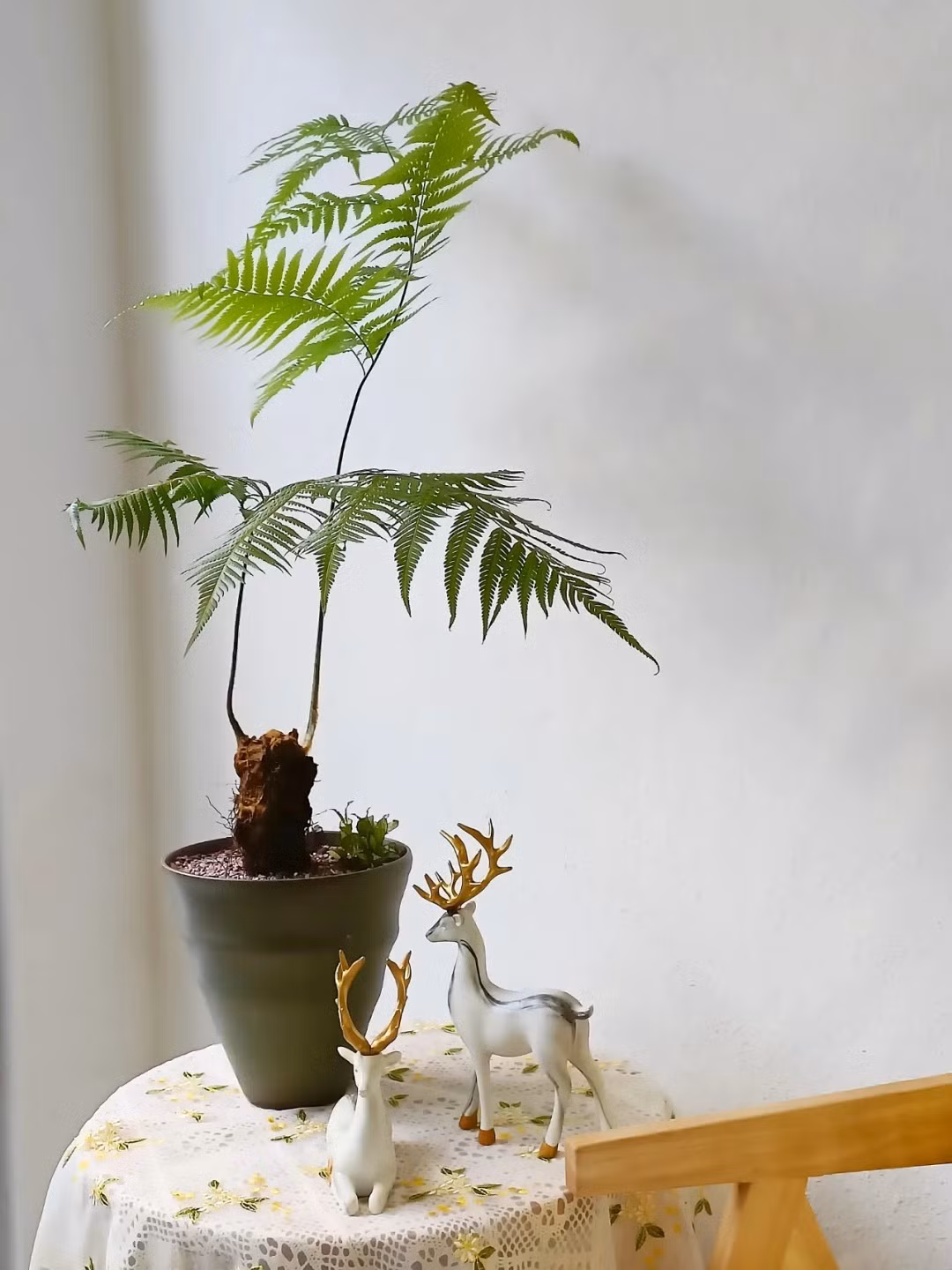 Dương xỉ là một trong những cây cảnh có khả năng loại bỏ các chất gây ô nhiễm không khí rất hiệu quả. Ngoài khả năng hấp thụ asen , dương xỉ còn hấp thụ tốt các chất độc hại đến sức khỏe con người như toluene, xylen, aldehyde formic ... đem lại không khí trong lành và tinh thần thoải mái cho con người.