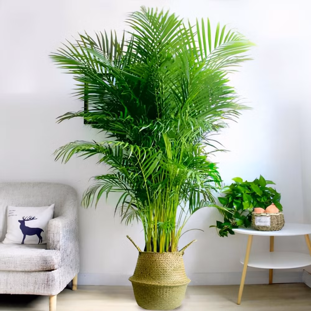  Những chiếc lá như những chiếc lông vũ lớn, lá nhỏ xòe ra, thanh thoát và nhanh nhẹn, hình dáng toàn cây mang lại cho người ta cảm giác tao nhã và hoành tráng.