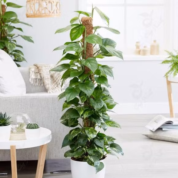 Tuy cây trầu bà được chứng minh là có khả năng hấp thụ một phần bức xạ từ các thiết bị điện tử, nhưng với những bức xạ từ truyền hình thường quá mạnh với nó. Nếu đặt cây trầu bà ở gần ti vi, cây có thể không phát triển tốt và lá cây có thể chuyển sang màu vàng, héo úa. Đây là một điều cực kỳ kiêng kỵ trong phong thuỷ.