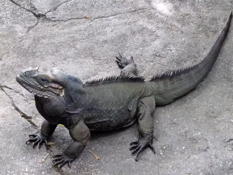  Cự đà tê giác (Rhino Iguana): Giống rồng Nam Mỹ cơ bản chỉ khác nhau về màu sắc, giống nhau hoàn toàn về hình dáng và cách chăm sóc. Nhưng với những dòng rồng Nam Mỹ đặc hữu sẽ có sự khác biệt lớn về vẻ ngoài. Cự đà tê giác chính một ví dụ.