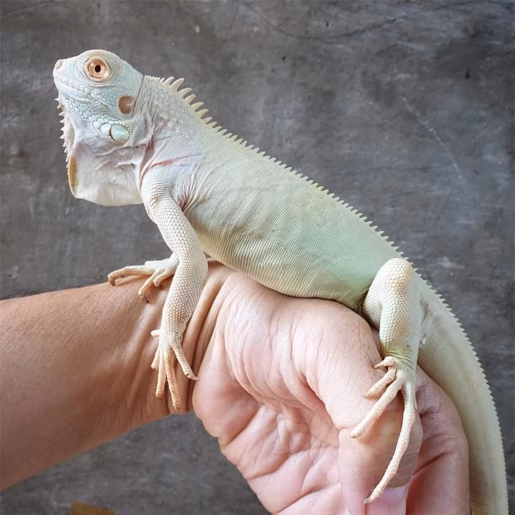  Rồng Nam Mỹ tuyết (Snow Iguana - Blizzard): Đứng đầu trong danh sách hiếm và đẹp của rồng Nam Mỹ, đó là dòng Snow Iguana, hay còn gọi là Blizzard Iguana. Chúng mang trên mình một màu trắng như tuyết cùng đôi mắt màu hồng cực kỳ cuốn hút. 