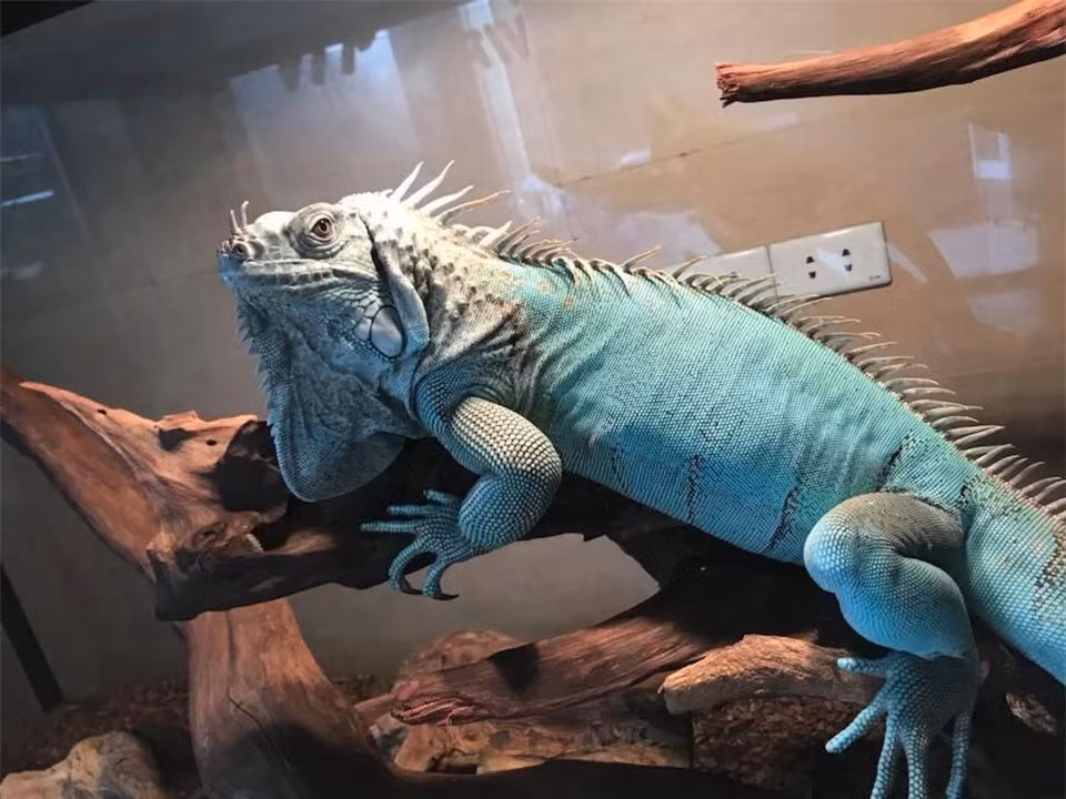 Rồng Nam Mỹ xanh dương (Blue Iguana): Rồng Nam Mỹ xanh dương chính là một sản phẩm đột biến nhân tạo. Chúng mang trong mình những gen lặn khiến màu sắc cơ thể có những sự khác biệt. Các nhà nhân giống áp dụng phương pháp lai tạo khiến cho sắc tố màu vàng trong cơ thể rồng Nam Mỹ xanh lá biến mất.