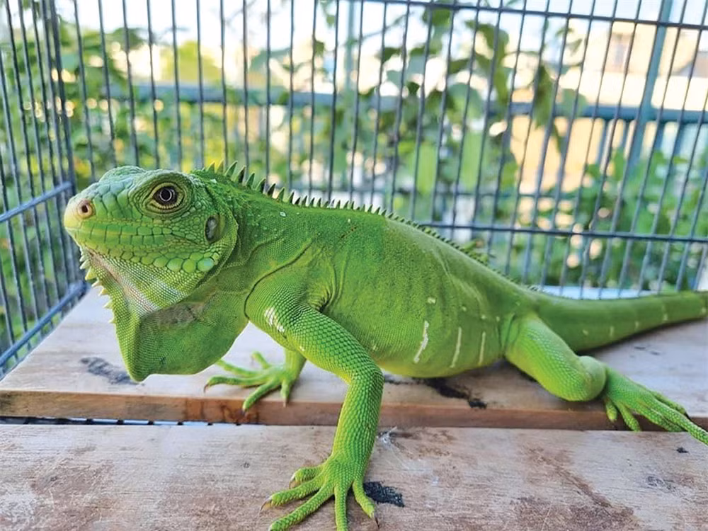  Rồng Nam Mỹ xanh lá (Green Iguana): Rồng Nam Mỹ xanh lá là dòng nguyên bản của loài bò sát này. Chúng có sức khoẻ tốt, hình dáng đẹp, dễ tiếp cận, dễ chăm sóc, nuôi dưỡng mà giá thành lại rất hợp lý.