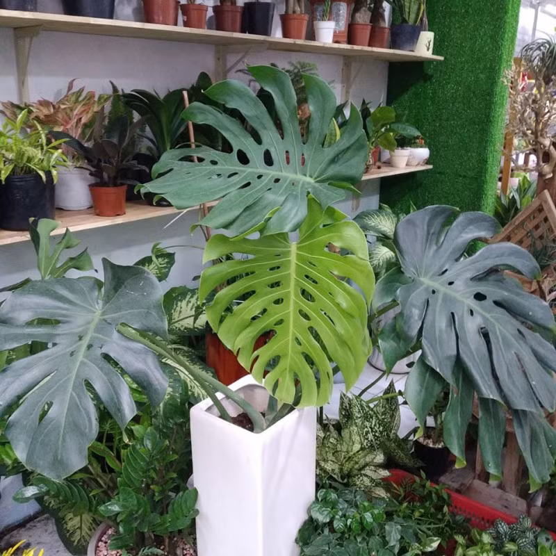 Do đó, nhiều người trồng cây cảnh trầu bà lá xẻ để tăng thêm vận khí, hy vọng mọi sự thuận buồm xuôi gió, cuộc sống bình an, may mắn. Tuy nhiên, trầu bà lá xẻ là một loại cây khổng lồ và phát triển nhanh chóng. Nó có thể nhanh chóng vươn tới mái nhà sau một thời gian bạn trồng nó.