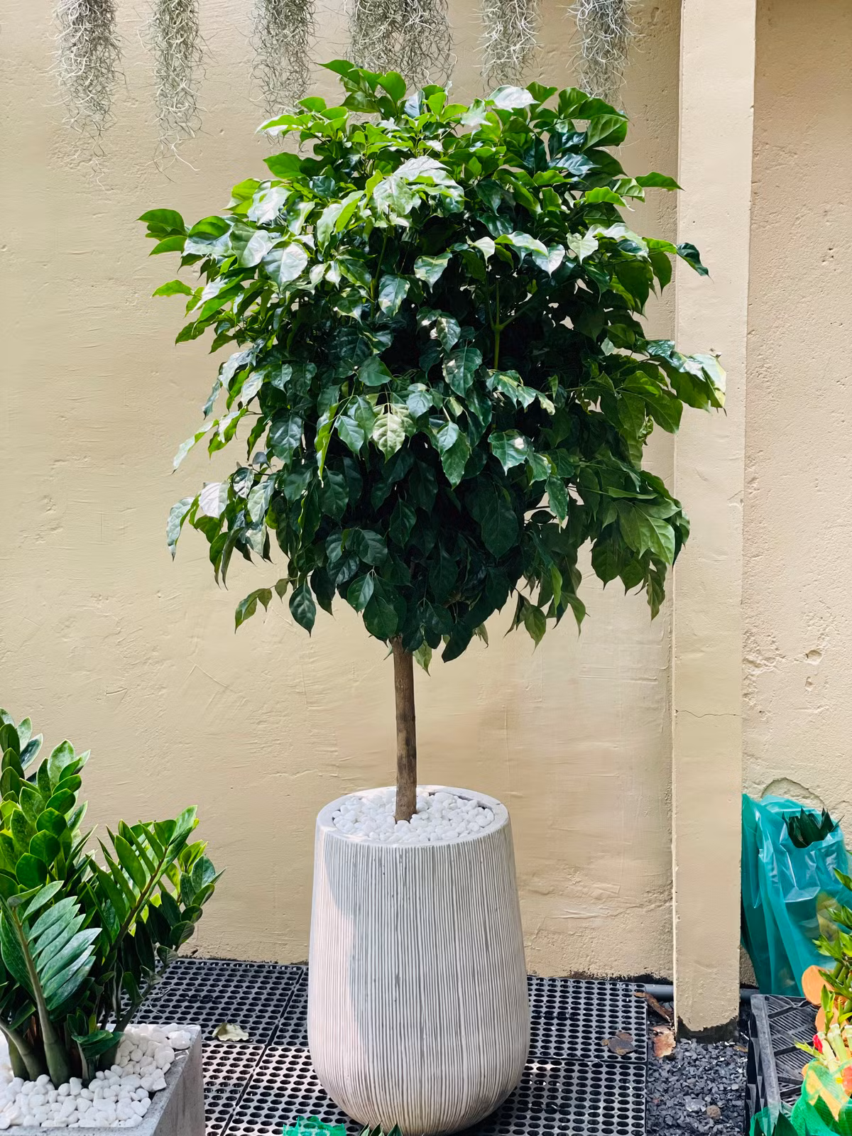 br/> Cây cảnh này có ý nghĩa phong thủy là giúp gia đình hòa thuận, hạnh phúc, tài lộc ngày càng vượng. Vì khi gia đình hòa thuận thì chúng ta gặp được may mắn, yên tổn mà kiếm tiền, giúp công việc phát đạt, lộc lá dồi dào.