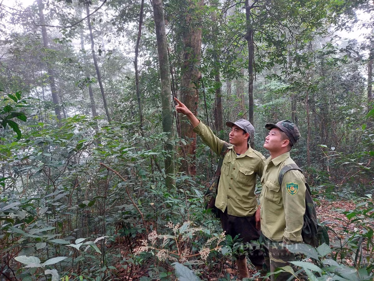 Trong đó, có 5 loài đặc biệt nguy cấp, đặc hữu của dãy Trường Sơn, gồm: mang lớn, thỏ vằn Trường Sơn, mang Trường Sơn, cầy vằn bắc và cầy gấm. 