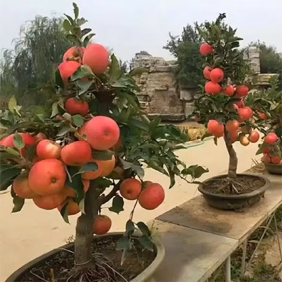  Trước khi ra hoa, bạn có thể tỉa cành và bón thêm phân hữu cơ để cây phát triển khỏe, tươi tốt và ra nhiều trái hơn.