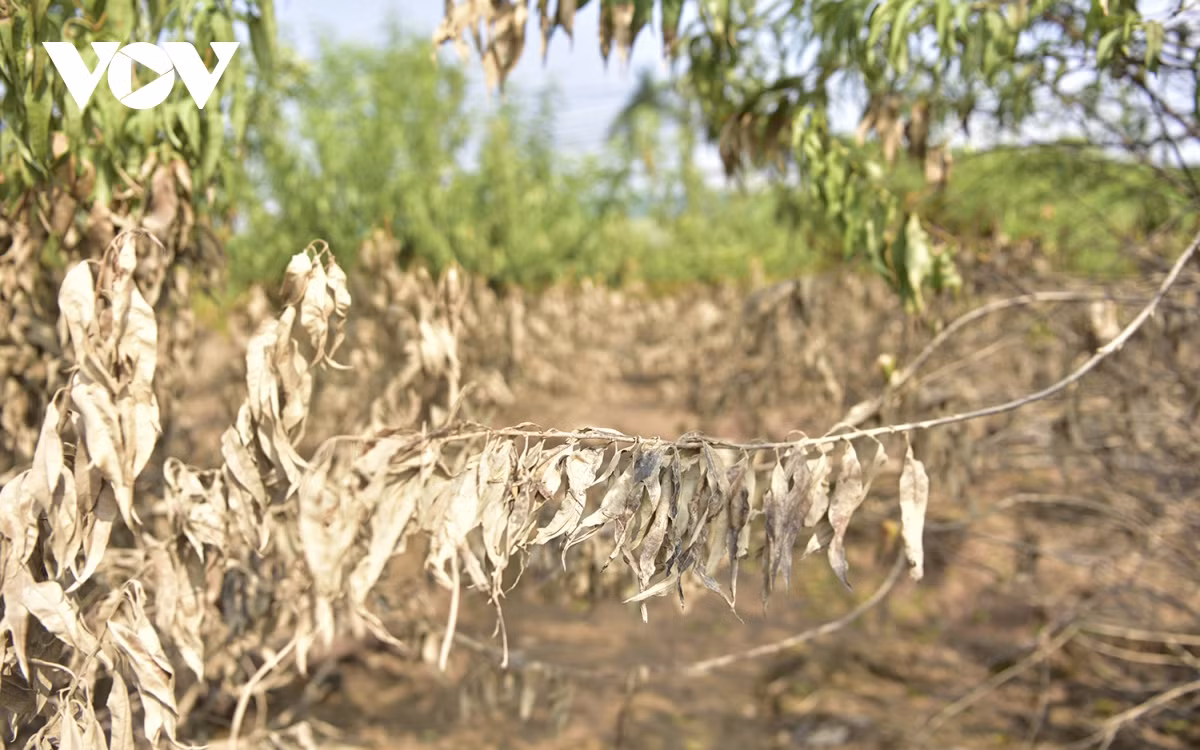 "Nếu nhiệt độ dưới 32 độ thì may ra còn cứu được cây" - người dân làng đào nói.
