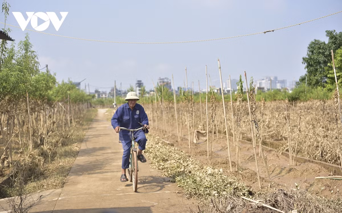 br/> Trước đó, theo báo cáo của UBND phường Nhật Tân, nước lũ dâng cao trên sông Hồng khiến toàn địa bàn có khoảng 25,5ha đất bãi ngập...
