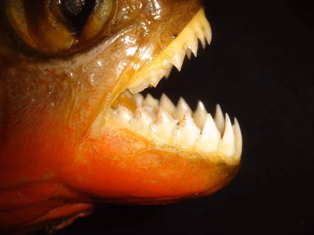 Tại sao cá piranha hung dữ vẫn không thể thống trị sông Amazon? - Hình 4 Tai sao ca piranha hung du van khong the thong tri song Amazon?-Hinh-4