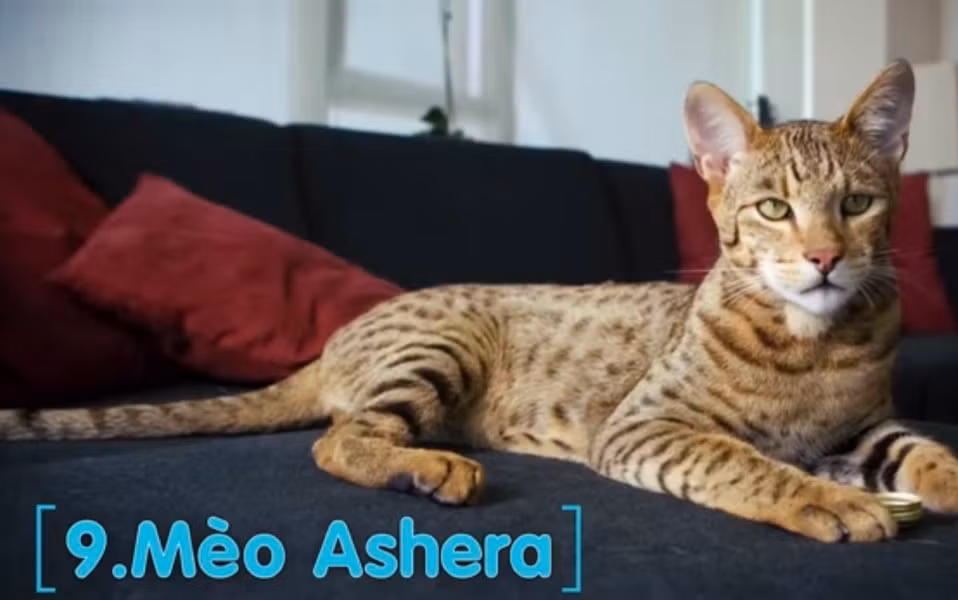 Mèo Ashera: Là giống lai từ nhiều loài mèo khác nhau như: Mèo nhà, mèo rừng châu Phi và mèo báo châu Á. Đặc điểm của mèo Ashera là lông của nó ít gây dị ứng, rất thông minh và trung thành.