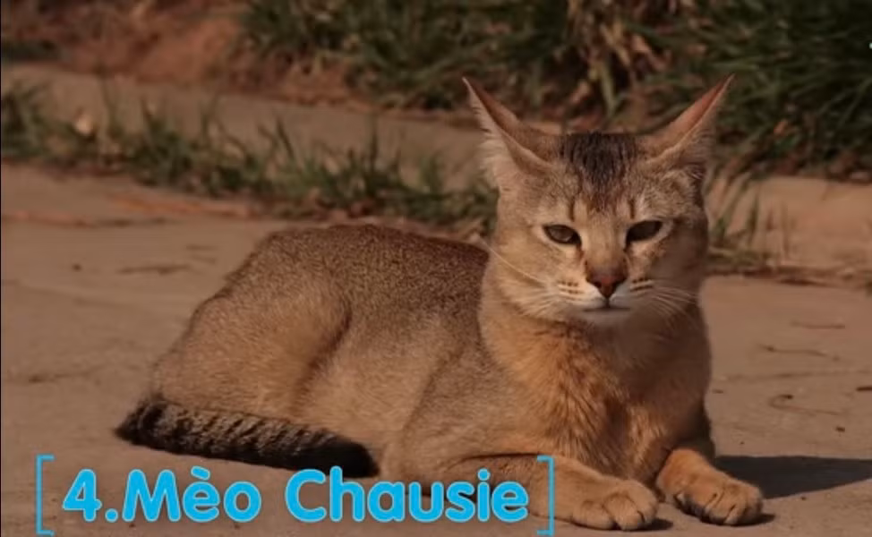 Mèo Chausie: Được lai tạo giữa mèo nhà và mèo rừng, có nguồn gốc từ Ai Cập và đã được công nhận là giống mèo độc lập từ năm 1995. Mang nhiều đặc điểm của mèo rừng nên giống mèo này rất săn chắc, uyển chuyển, khéo léo và đôi tai lớn rất thính để phục vụ việc săn mồi.