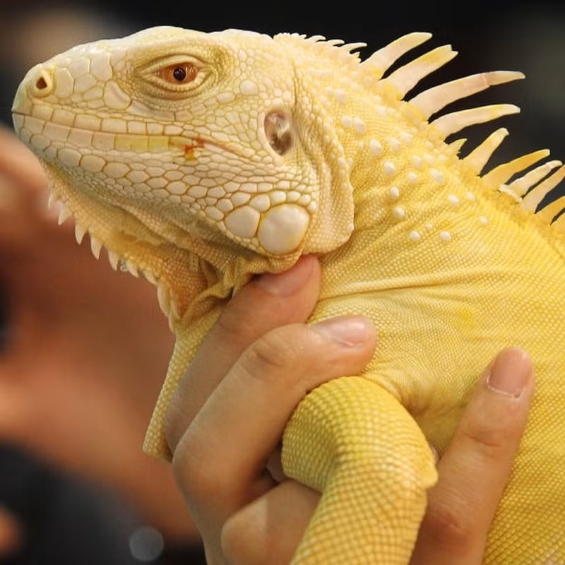 Ở Albino Iguana, việc mất phần lớn các sắc tố màu trên cơ thể khiến cho thị lực của chúng rất kém. Điều đó có nghĩa là chúng dễ gặp nguy hiểm và khó tồn tại trong tự nhiên. Tuy vậy, vì màu sắc đẹp, giá của một chú rồng Nam Mỹ bạch tạng không hề rẻ chút nào.