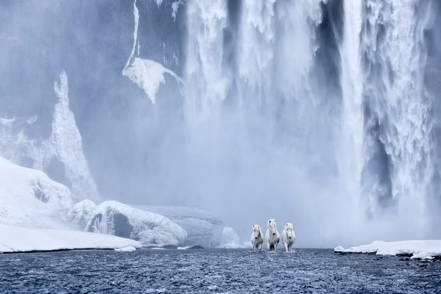 Hơn 1.000 năm tách biệt trên băng đảo, ngựa Iceland là giống thuần chủng nhất trên thế giới, mang vẻ đẹp mạnh mẽ và có khả năng thích nghi cao.