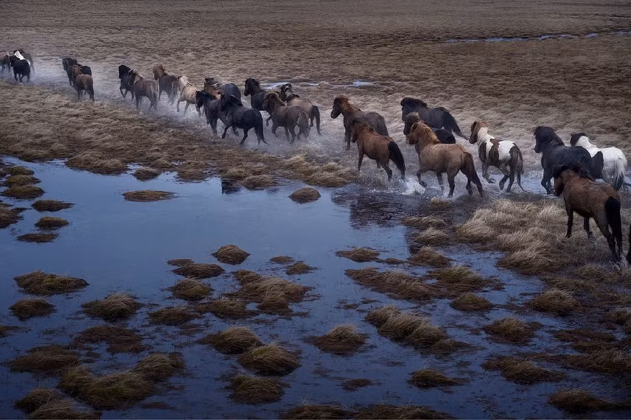 Ngựa Iceland là một trong những giống loài có nhiều màu sắc nhất trên thế giới, với hơn 40 màu và hơn 100 biến thể có nhiều màu lông khác nhau, tuy nhiên chủ yếu là 4 màu trắng, nâu, đen, hạt dẻ.