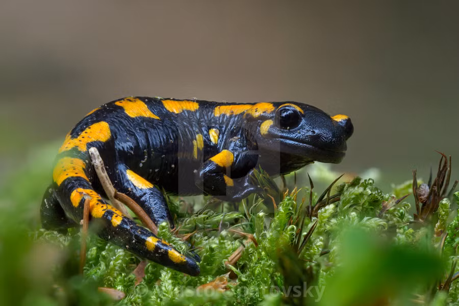 Kỳ giông lửa (Salamandra salamandra) dài 18-28 cm, là loài bản địa châu Âu. Chúng sống trên cạn phần lớn thời gian và chỉ xuống nước đẻ trứng. Các tuyến trên đầu nó có thể phun chất độc vào kẻ thù.