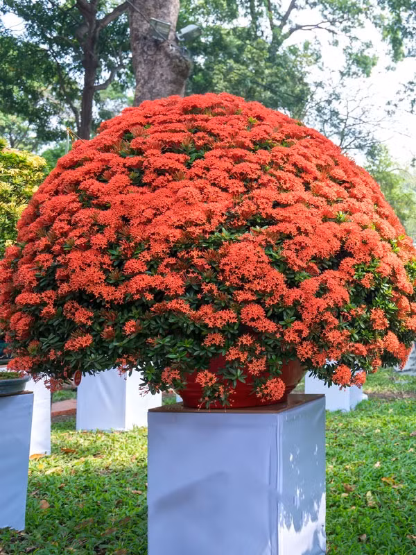 Còn trong phong thủy, loài hoa này là biểu tượng của sự phồn vinh, thịnh vượng và hạnh phúc. Các bông hoa mọc xen kẽ san sát nhau là hình ảnh của hôn nhân viên mãn, con đàn cháu đống sum vầy. Ảnh storage.googleapis.