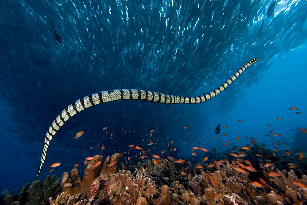 4. Rắn biển Palaeophis colossaeus: Palaeophis colossaeus sống cách đây 100 triệu năm, có thể dài hơn 12m. Miệng của sinh vật khổng lồ này đủ lớn để có thể ăn thịt cả con cá voi nhỏ.