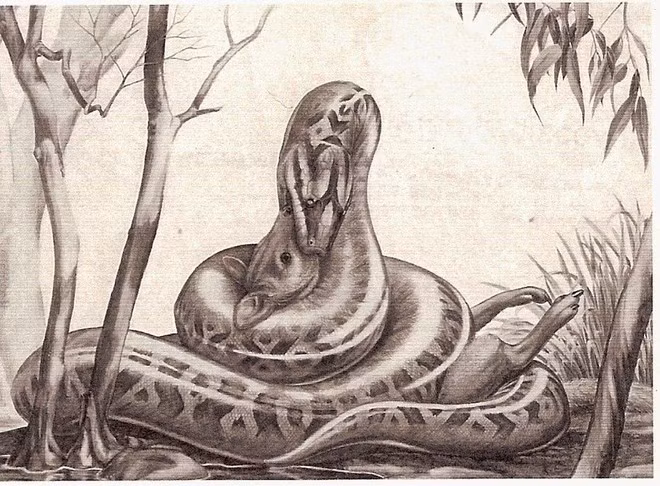 3. Gigantophis garstini: Gigantophis garstini sống khoảng 40 triệu năm trước với chiều dài cơ thể ước tính 7 - 11m. Loài rắn lớn này, được phát hiện ở Ai Cập vào năm 1901, có khả năng cuộn cơ thể khổng lồ của nó xung quanh con mồi và ăn thịt chúng.