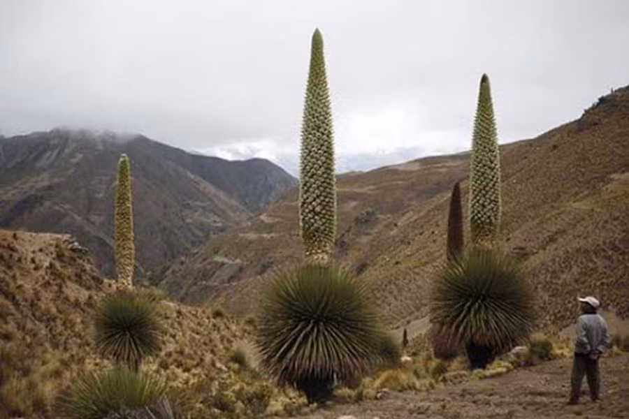 Cây "Nữ hoàng của Andes" chỉ được tìm thấy ở hai nước là Peru và Bolivia trên độ cao từ 3.000m đến 4.800 m - nơi có điều kiện khí hậu khắc nghiệt và đất đai khô cằn. Do đó, nó cần thời gian rất lâu để hấp thụ dinh dưỡng cho việc nở hoa