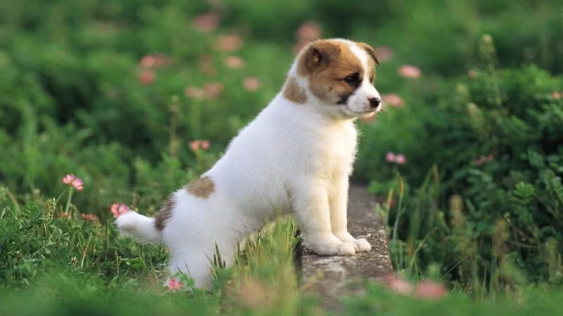  Còn người có bạn tình có thể cảm nhận được sự chăm sóc tinh tế của người yêu trong cuộc sống hàng ngày và sự hiểu biết ngầm giữa họ sẽ ngày càng sâu sắc hơn.