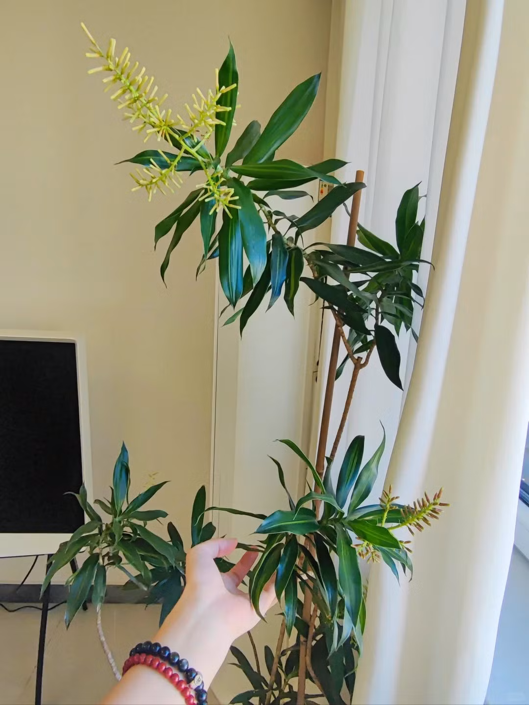  Cây cảnh trúc bách hợp trong phong thủy mang ý nghĩa khá tốt đẹp. Ngay từ tên gọi mà người Việt đặt cho cây đã mang hàm ý may mắn. Theo tiếng Hán Việt, "trúc" đồng âm với "chúc", ấy là lời cầu chúc mọi điều suôn sẻ, hạnh phúc. 