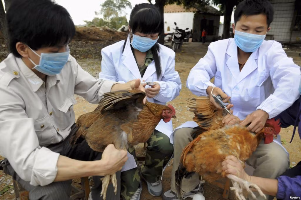 Nhiều địa phương trong cả nước đã xuất hiện cúm A H5N1