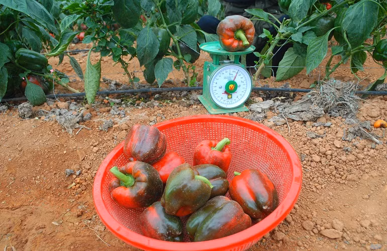 Trung bình mỗi quả ớt ngọt nặng khoảng 0,3kg, mỗi gốc nếu chăm sóc tốt có thể cho thu hoạch tới 5kg.