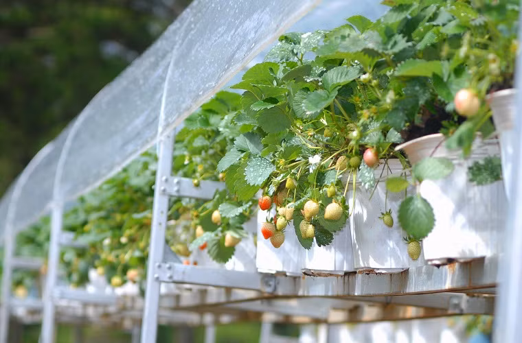 Đây là nông trại dâu tây rộng 3ha, giống Mara Des Bois nổi tiếng nhập về từ Pháp của gia đình bà Nguyễn Thị Bích Thủy tại Khu du lịch hồ Than Thở. Đây là nông trại dâu tây rộng 3ha, giống Mara Des Bois nổi tiếng nhập về từ Pháp của gia đình bà Nguyễn Thị Bích Thủy tại Khu du lịch hồ Than Thở.