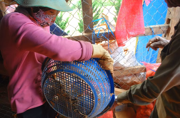 Nhiều gia đình khác có mối làm ăn từ trước đành đóng hàng gửi xuống TP HCM nhờ bán nhằm vớt vát phần nào. 