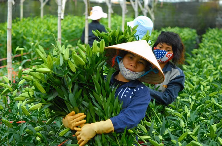 Hằng ngày, từ 6h30 đến 9h30, nông trại luôn tấp nập người thu hoạch hoa ly.