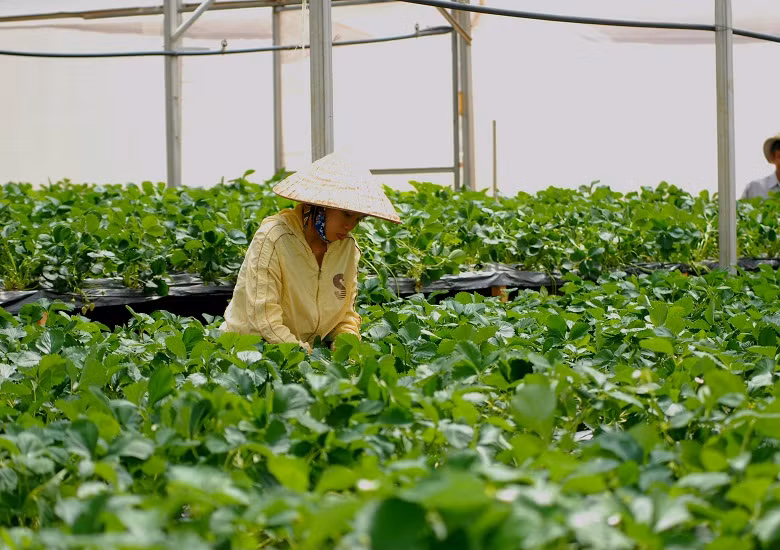 Vườn dâu tây luôn được sống trong điều kiện tốt nhất có thể.