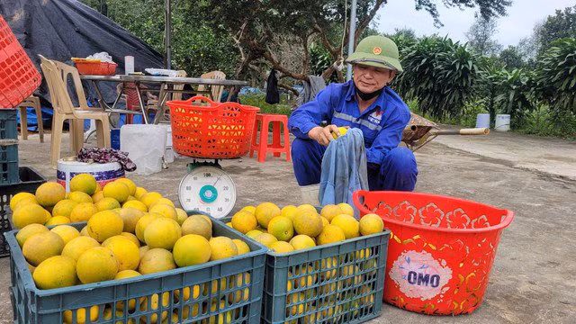 Nguoi dan Ha Tinh duoc mua cam, tat bat thu hoach-Hinh-6