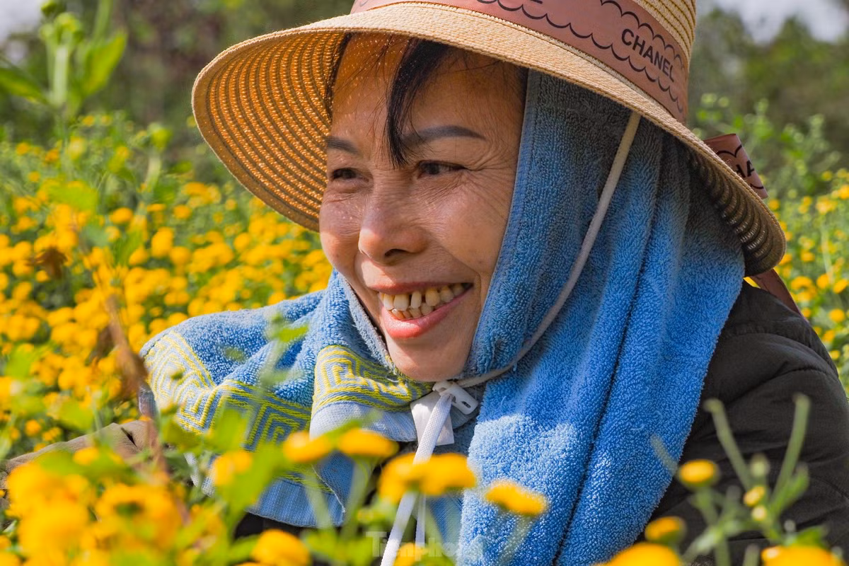 Sac vang ruc ro tren canh dong cuc chi mua thu hoach-Hinh-5