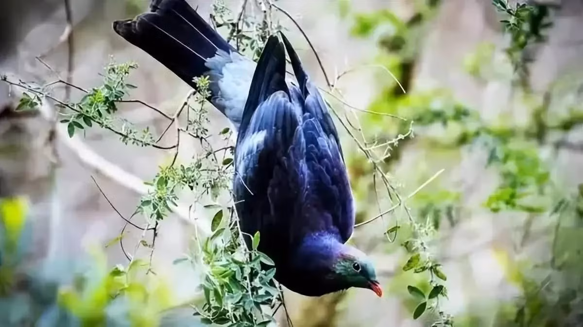 Bồ câu gỗ New Zealand được mệnh danh là "những gã say xỉn trên trời" - Hình 3 Bo cau go New Zealand duoc menh danh la