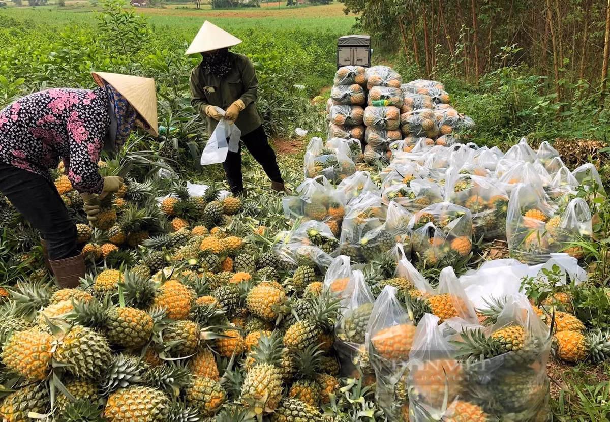 Trong dua “nu hoang”, dan noi nay vua duoc mua lai trung giaa