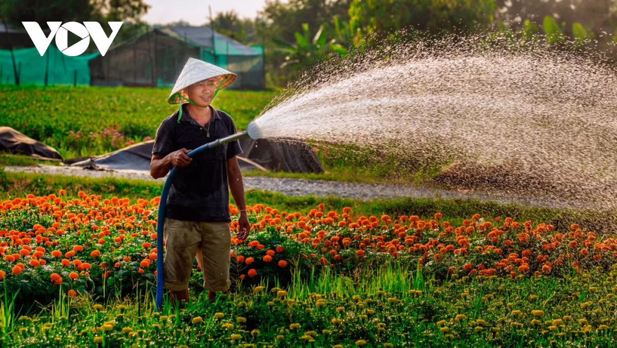 Hiện các thương lái ở TP.HCM, Đồng Nai, Bình Dương đã đến đặt cọc, chờ ngày cắt hoa đem bán. Theo người dân, các loại hoa ở làng hoa Tân Ba chủ yếu dùng thờ cúng nên dù kinh tế khó khăn nông dân ở đây vẫn không lo đầu ra.