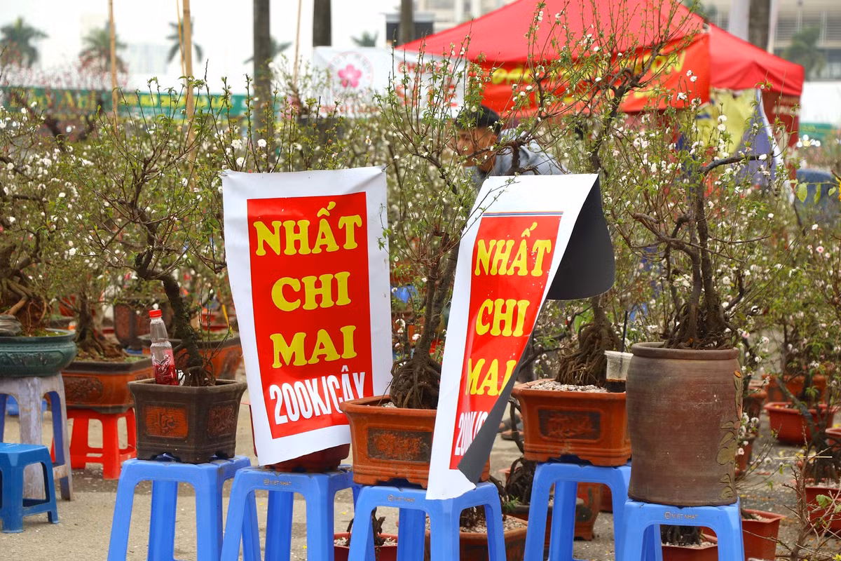 br/> Tiểu thương chia sẻ, đào rừng, nhất chi mai năm nay nhập từ Sơn La, Lạng Sơn, Mộc Châu là chủ yếu. Giá thành rẻ hơn nhiều so với năm ngoái vì sức mua giảm kém và hoa nở sớm.