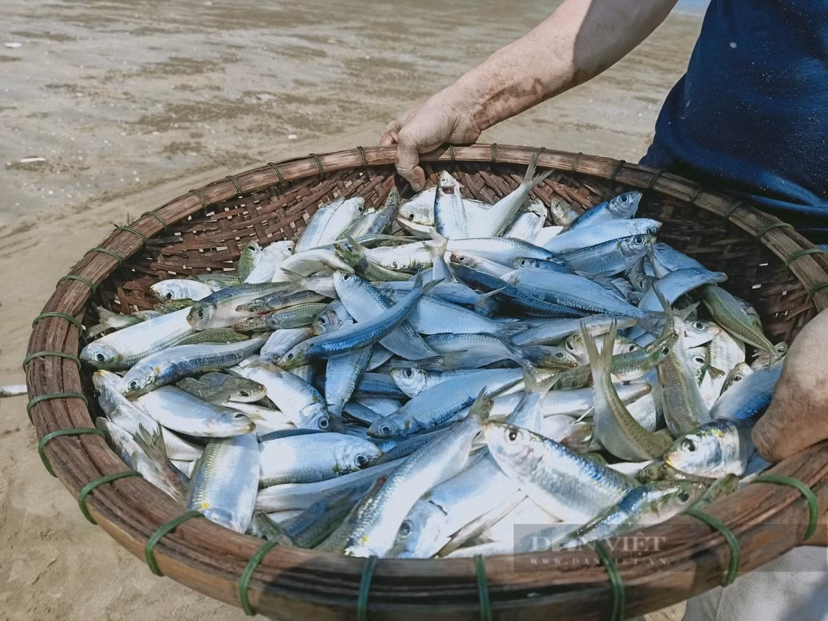 Với giá bán dao động từ 10.000 - 15.000 đồng/kg, mỗi chuyến ra khơi, ngư dân có thể kiếm được vài triệu đồng. Thậm chí, nhiều thuyền lớn còn đánh bắt được 1 tấn cá, thu nhập trên 10 triệu đồng. Ảnh: PV