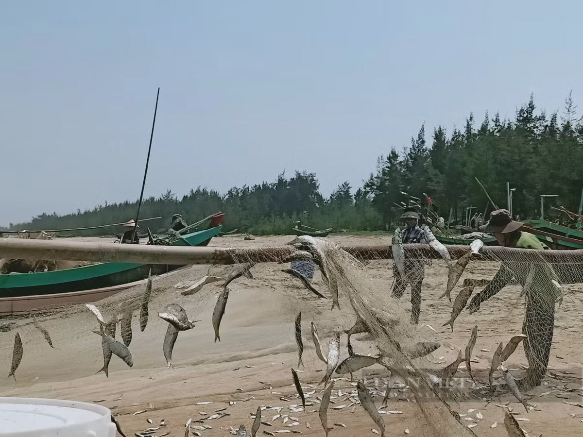 Với ngư dân không có nhiều vốn cho những chuyến đánh bắt xa bờ thì cá trích chính là cứu cánh, niềm hy vọng cho một năm được mùa biển. Ảnh: PV