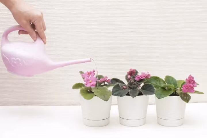 Cây cảnh nhỏ nhắn và quyến rũ, vẻ đẹp của tình yêu vĩnh cửu - Hình 8 Cay canh nho nhan va quyen ru, ve dep cua tinh yeu vinh cuu-Hinh-8