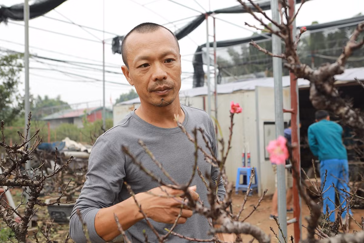 Anh Vụ cho biết, để thành công như bây giờ, anh đã phải trải qua nhiều thất bại. Thời gian những năm 2008 – 2009, anh đã phải chặt đi nhiều đào, thiệt hại rất lớn. Nguyên nhân là vì cây trồng 5-7 năm mà chưa ra được hoa nên đành bỏ. Đến khi ông Hàm thành công, thị trường sôi động, anh Vụ quyết định quay lại trồng đào thất thốn.