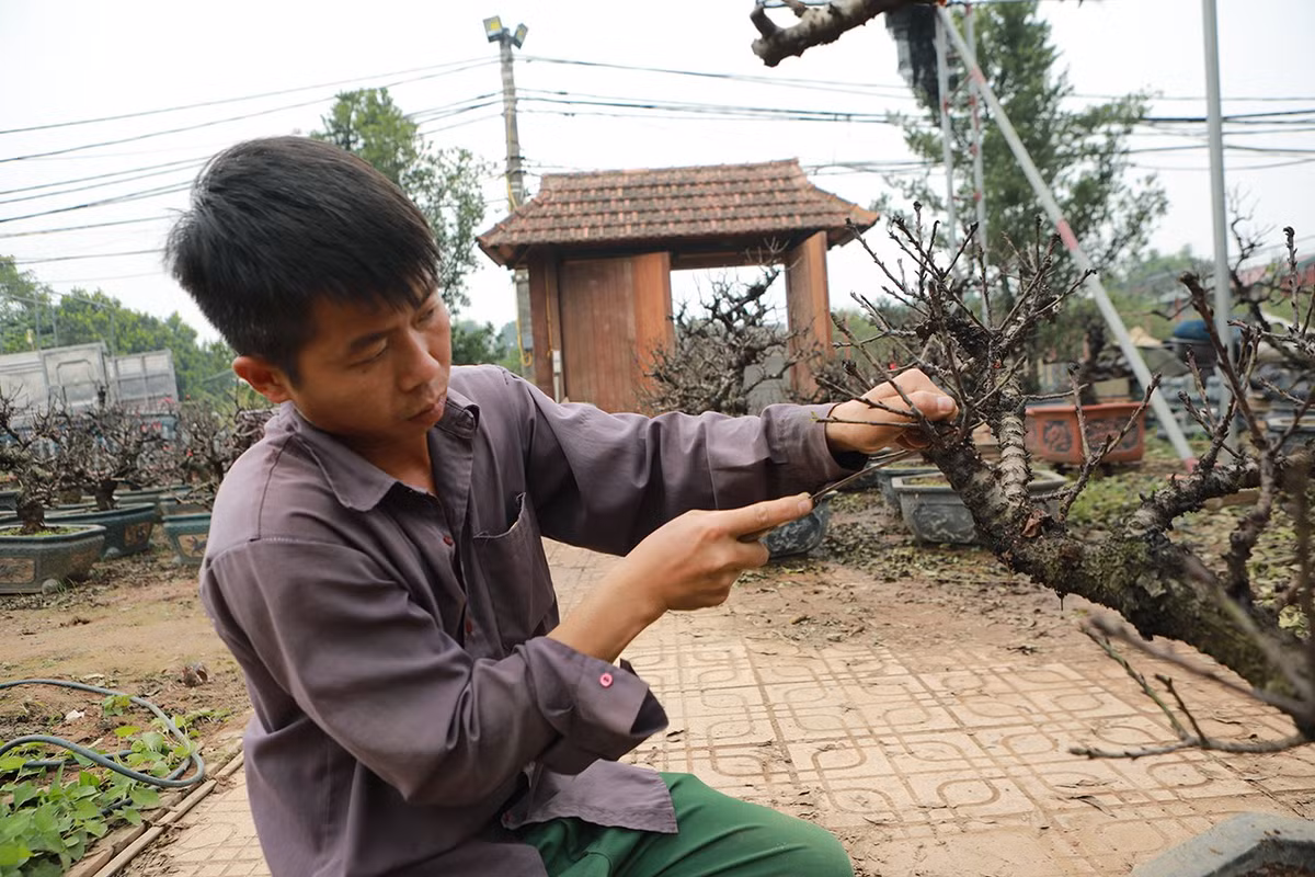 "Về nguồn gốc tên gọi, có người cho rằng "thất thốn" là 7 thốn, mỗi thốn tương đương với một đốt ngón tay. Lá đào dài 7 thốn, cây phát triển đến 7 thốn thì lại chia cành một lần. Một thốn có 7 bông hoa", anh Vụ nói.