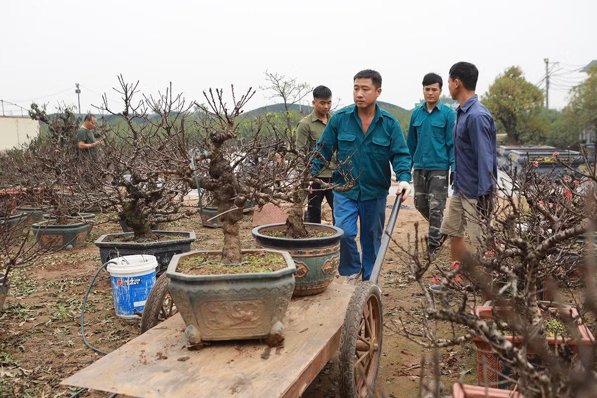 Mỗi cây đào lại có một thế cây và dáng riêng. Để nở hoa đúng thời điểm Tết, thì ngày 23 tháng Chạp, đào phải ra nhiều lộc, nụ bắt đầu nhú. Khi đưa vào nhà, ấm áp, đào sẽ dần bung hoa.