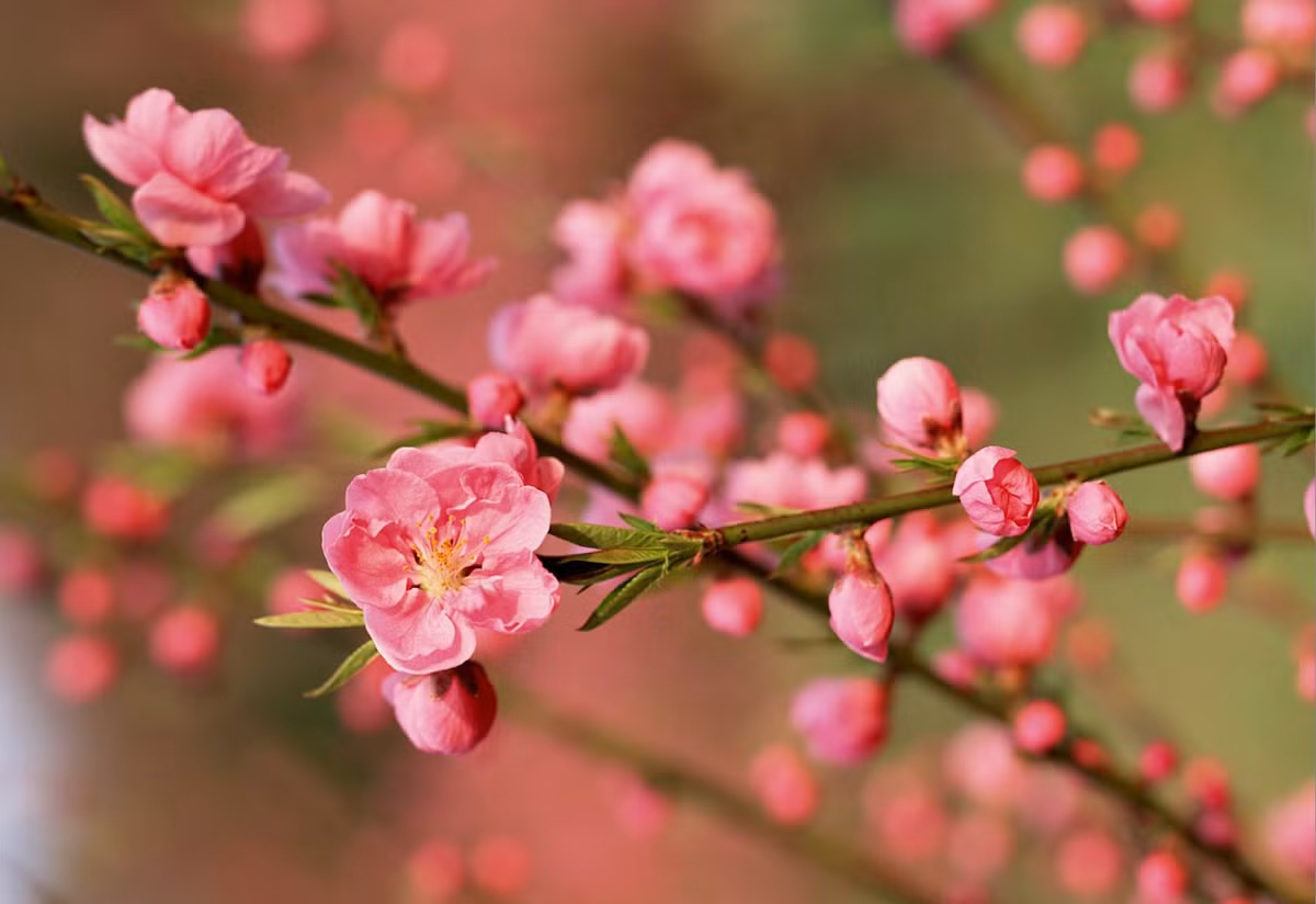 Nam Quy Mao, 3 con giap gap Tam tai nen can trong-Hinh-3