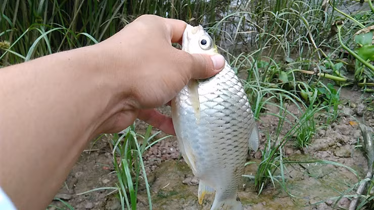 Giá bán cá mè vinh 180.000 đồng - 200.000 đồng/kg. Nếu một con nặng 4-5kg thì mức giá có thể lên đến tiền triệu.